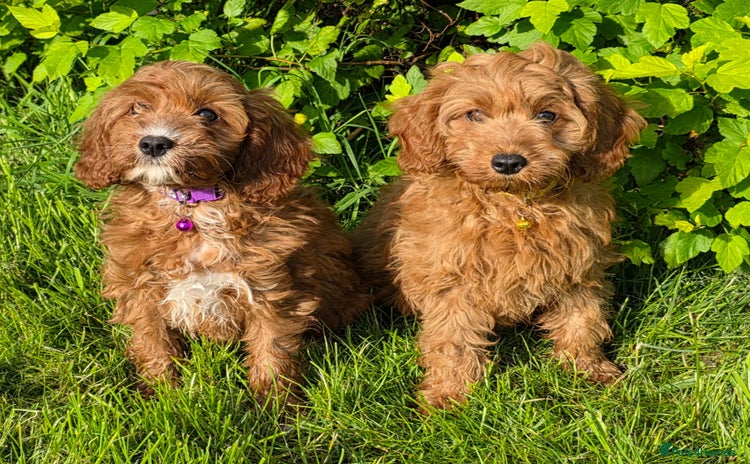 Cavapoo dogs - Advert 1