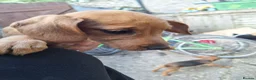 Mixed Breed dogs for sale: Cockerdale puppies looking for they new homes - Advert 25