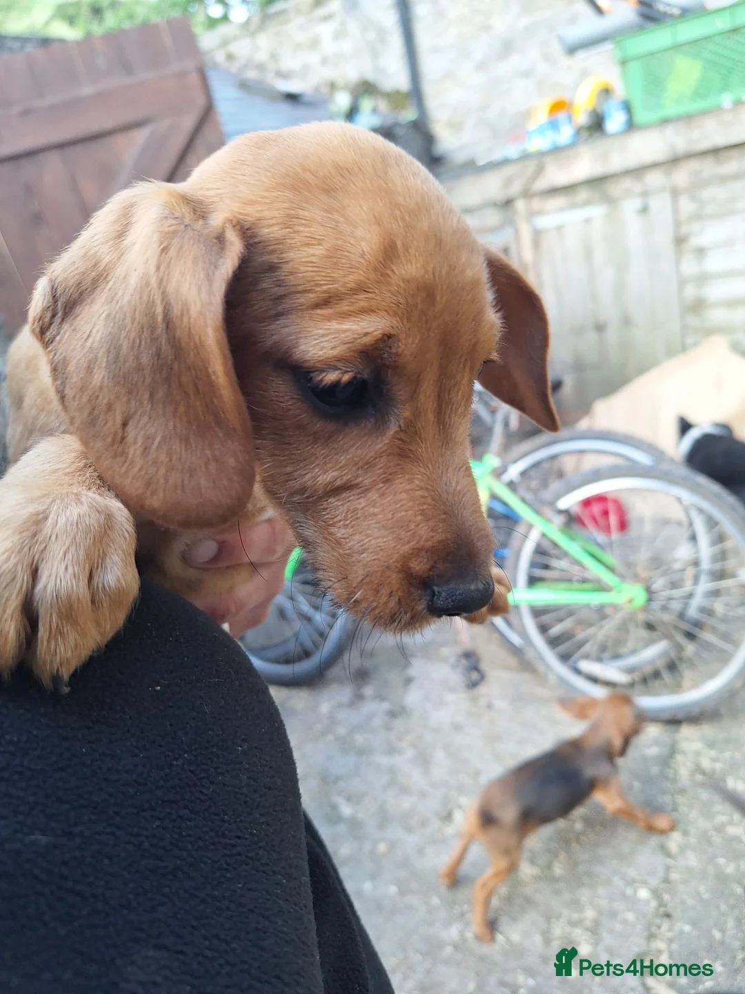Mixed Breed dogs for sale: Cockerdale puppies looking for they new homes - Advert 25