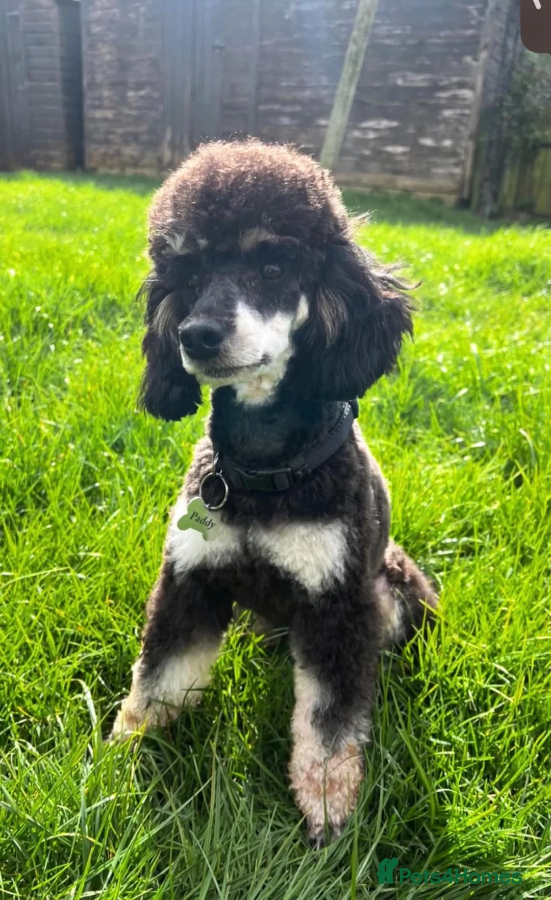 Cockapoo dogs for sale: F1 merle Cockapoo puppies  in Morpeth - Advert 6