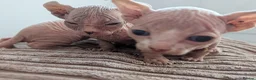 Sphynx cats for sale: 4 spynx kittens - Advert 4