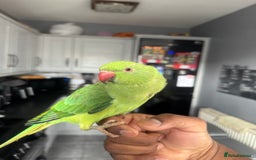 Ringnecks birds for sale: Indian RIngneck - Image 2