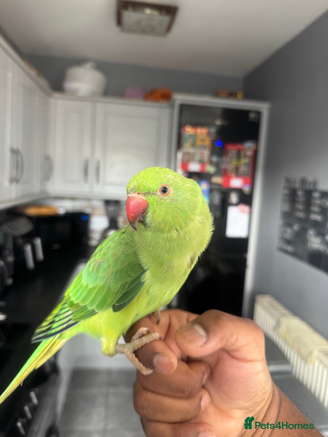 Ringnecks birds for sale: Indian RIngneck - Image 2