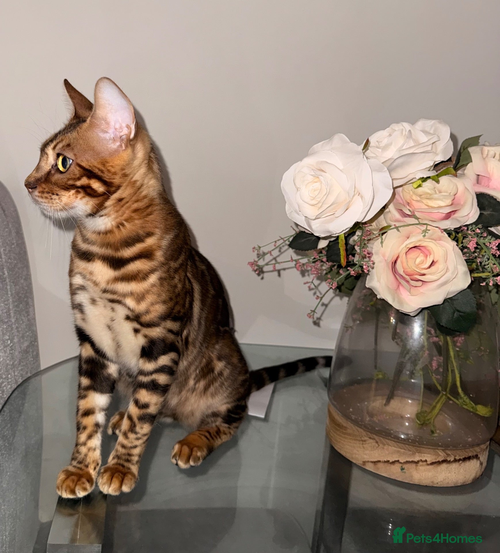Bengal cats Stunning TICA registered Bengal boy  - Advert 3