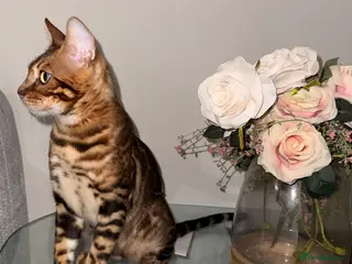 Bengal cats Stunning TICA registered Bengal boy - Advert 3
