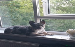 French Bulldog dogs for stud: Mr money - Image 6