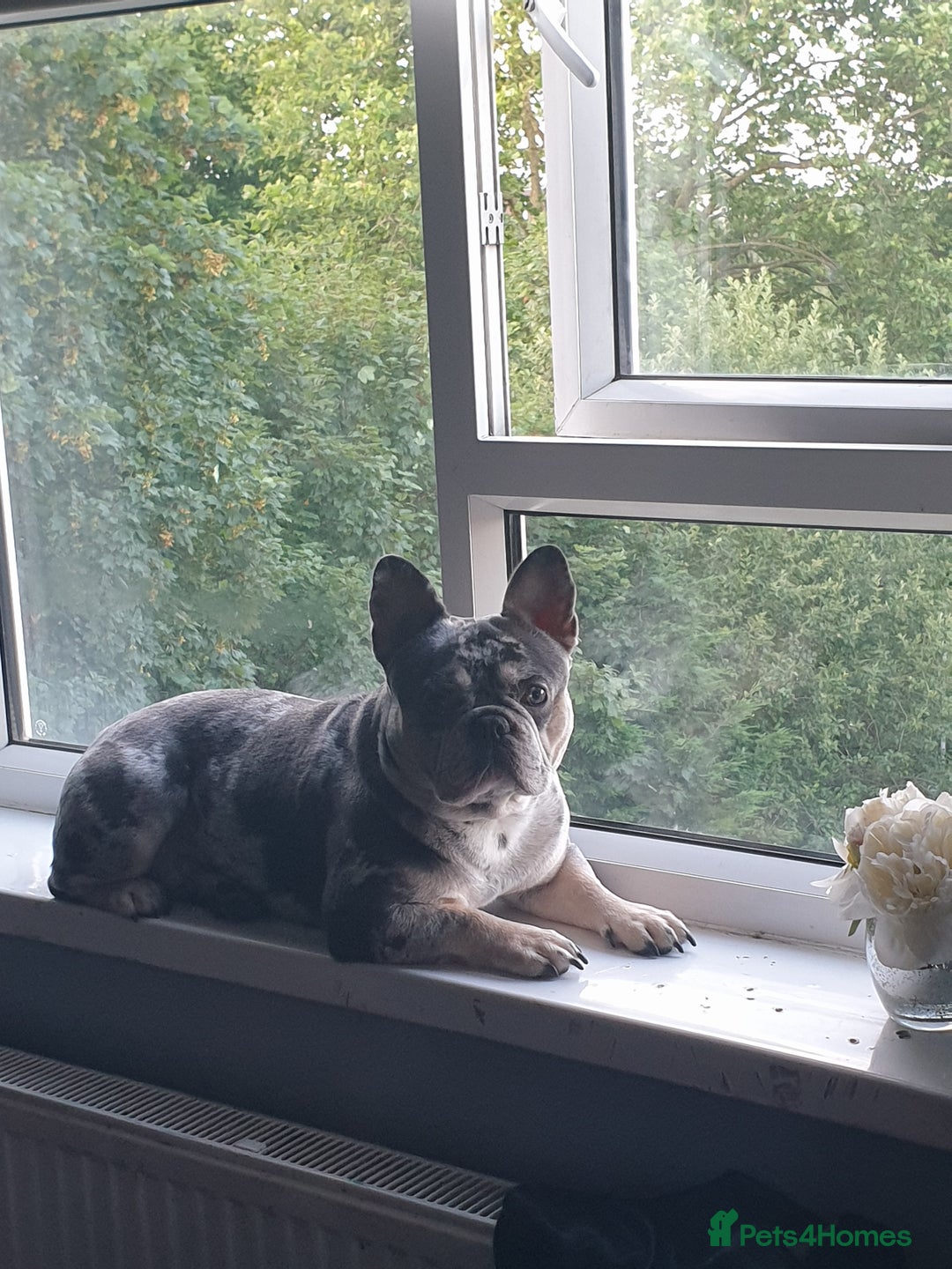 French Bulldog dogs for stud: Mr money - Image 6