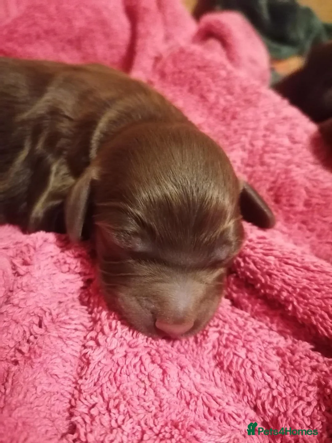 Sprocker dogs for sale: Spectacular Sprocker Boys - Advert 5