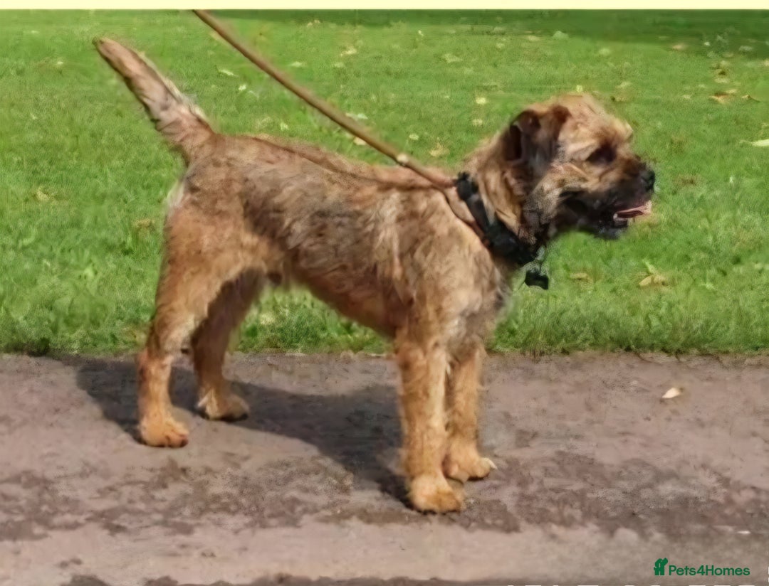 Border Terrier dogs for stud: We have 3 wonderful proven stud dogs. - Image 2