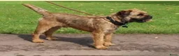 Border Terrier dogs for stud: We have 3 wonderful proven stud dogs. - Advert 2