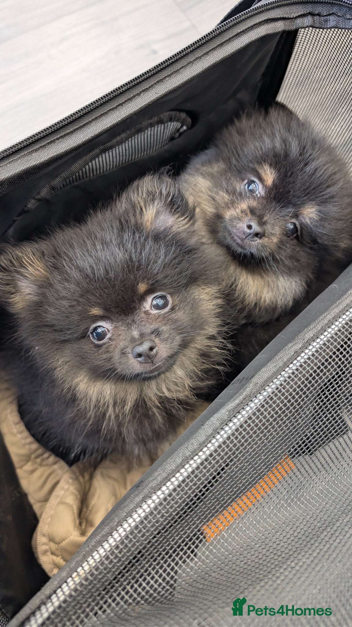 Pomeranian dogs Small Long Haired Girl Poms - Advert 5