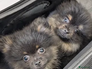 Pomeranian dogs Small Long Haired Girl Poms - Advert 5