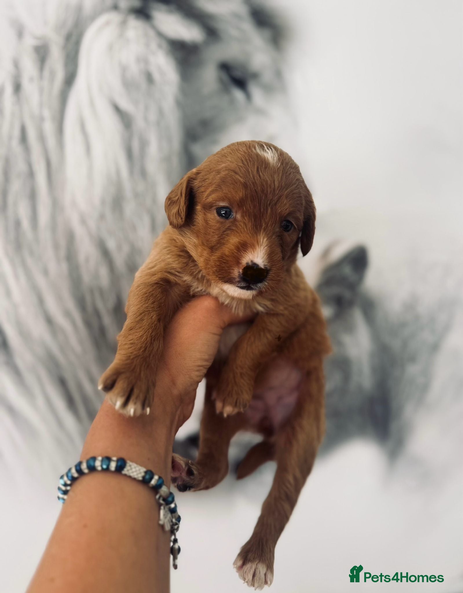 Labradoodle dogs Amazing , excessively health tested. F1  - Advert 4