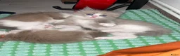 Ragdoll cats for sale: **ALL RESERVED**Stunning Ragdoll Kittens  - Advert 3