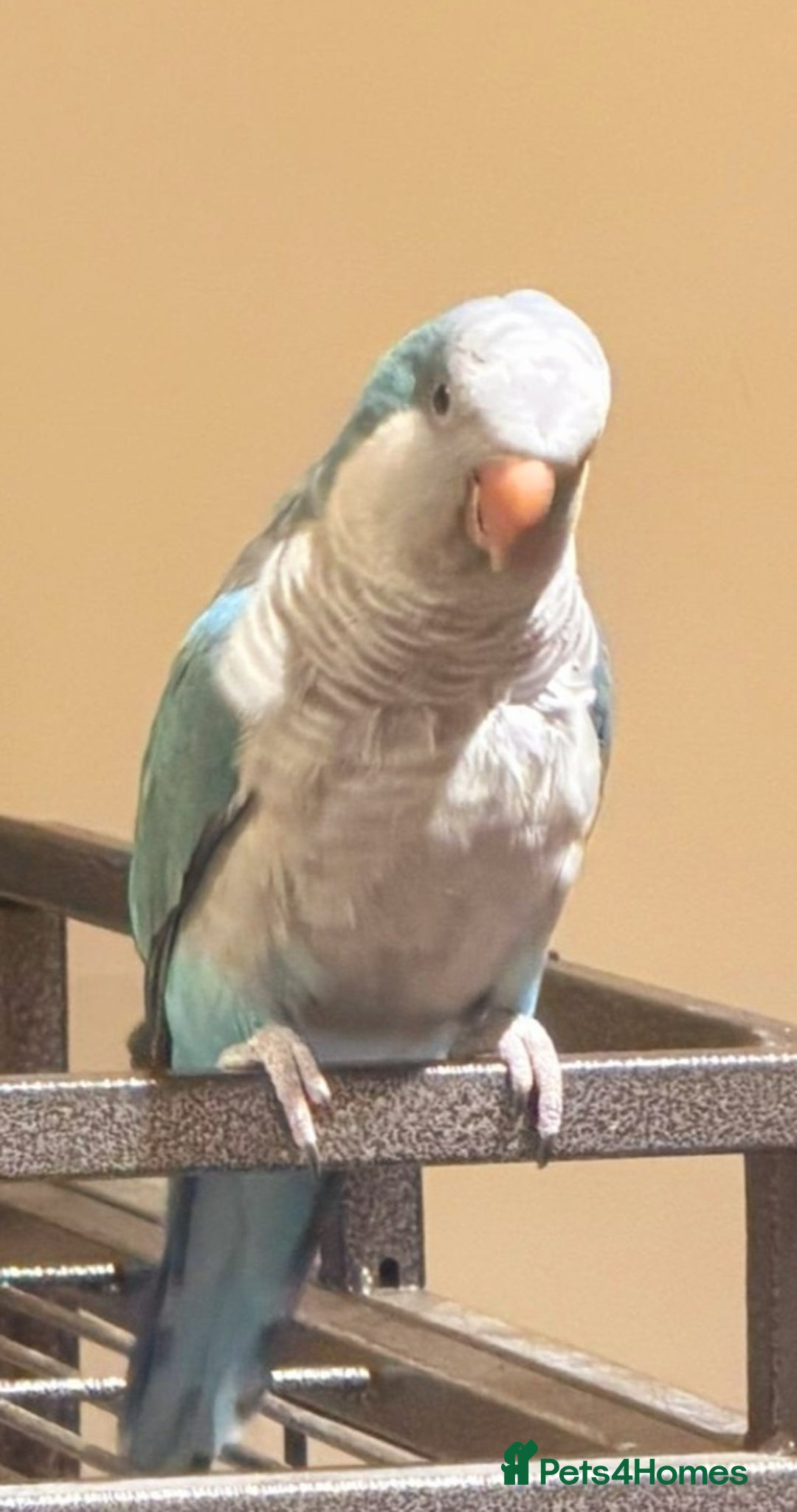 Ringnecks birds for sale: Quakers lime- blu love bird PRICE in add not free - Advert 4