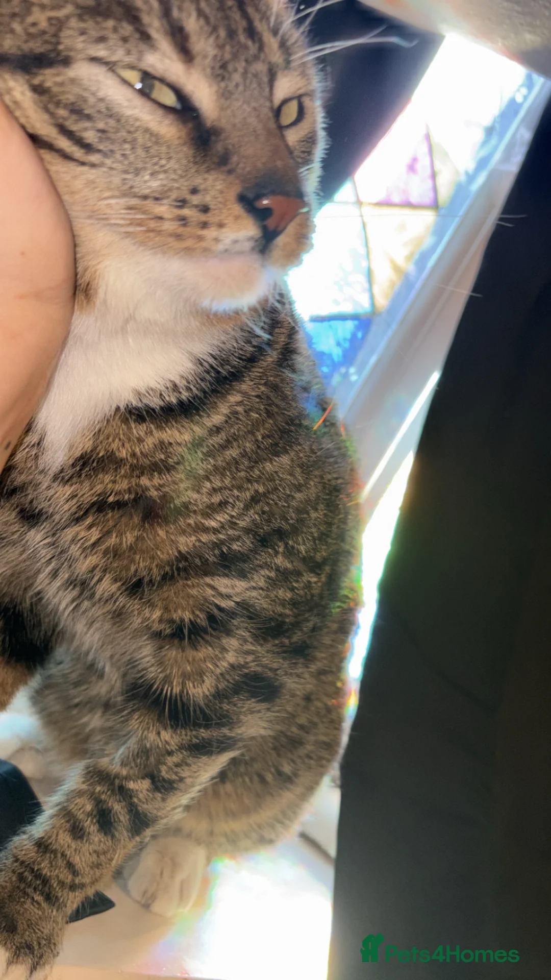Mixed Breed cats for sale: Cats 🧡 - Advert 5