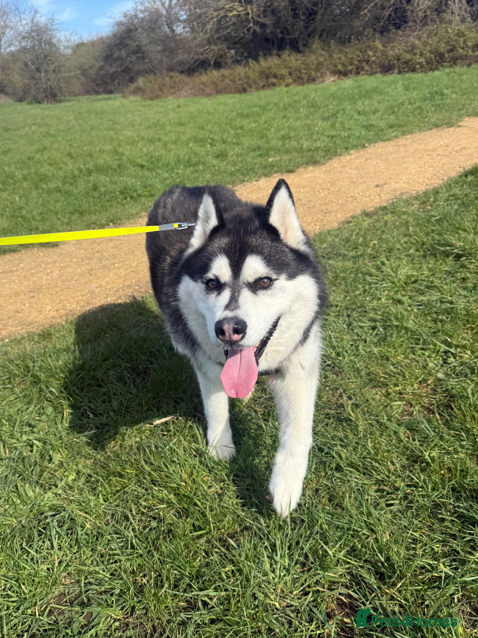 Siberian Husky dogs Siberian husky - Advert 18