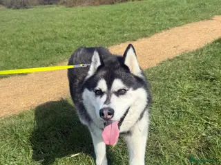 Siberian Husky dogs Siberian husky - Advert 18