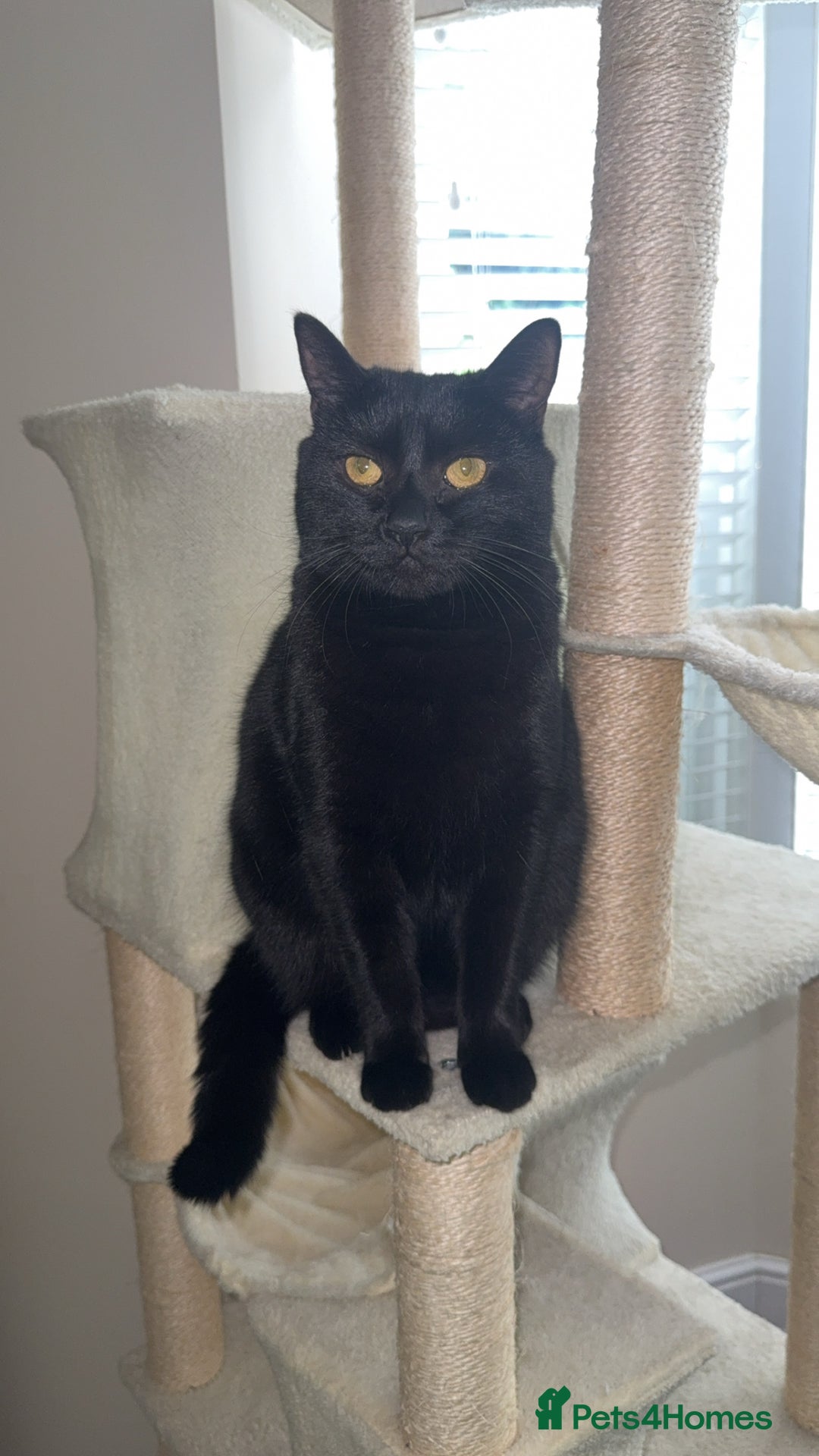 Mixed Breed cats for sale: Luna  - Advert 4