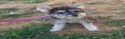 Miniature Schnauzer dogs for sale: KC REG 8 month old girl not 11 months  - Advert 3
