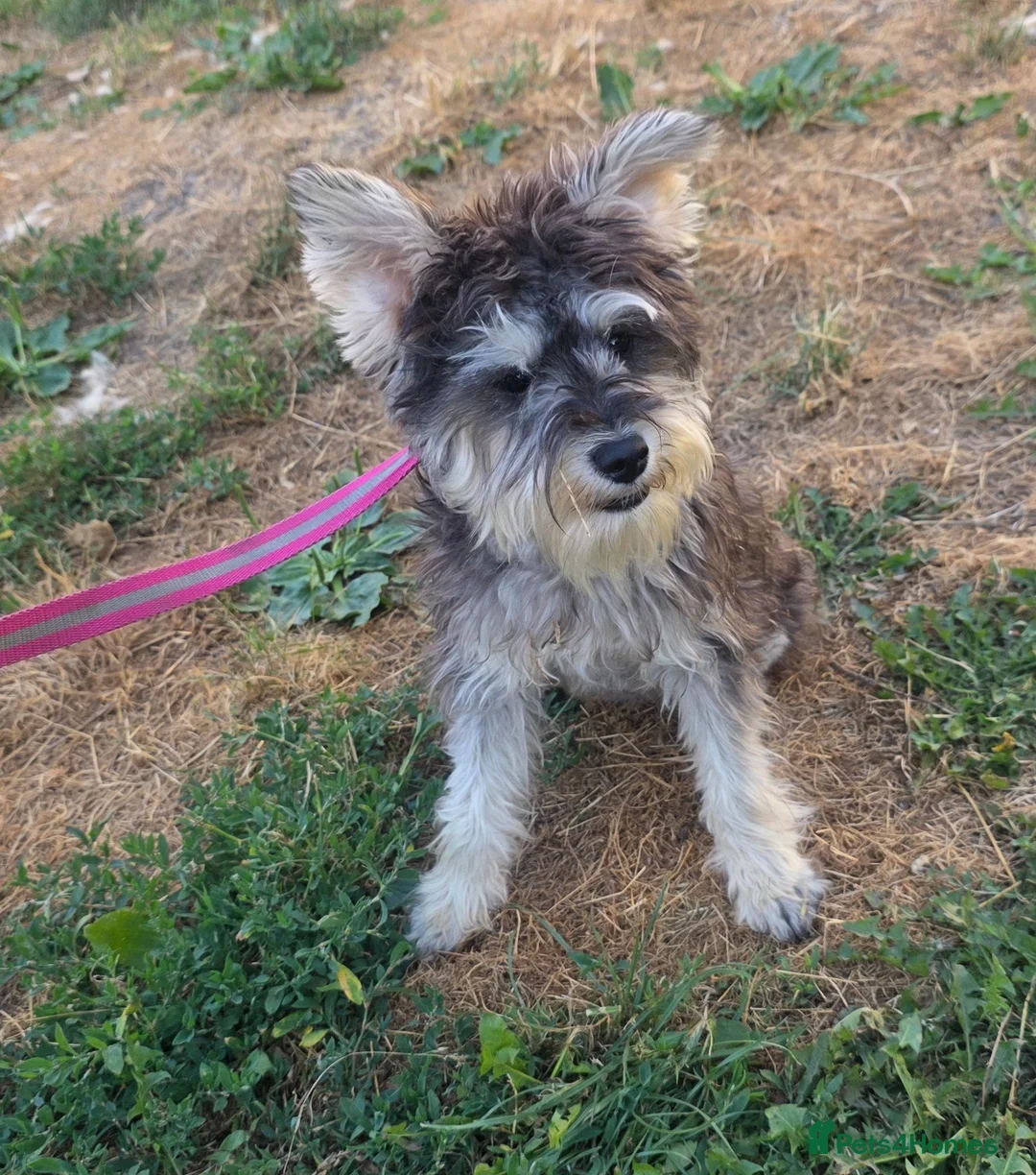 Miniature Schnauzer dogs for sale: KC REG 8 month old girl not 11 months  - Advert 3