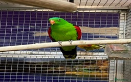 Parrots birds for sale: Stunning Birds/Parakeets/Parrots available  - Image 18