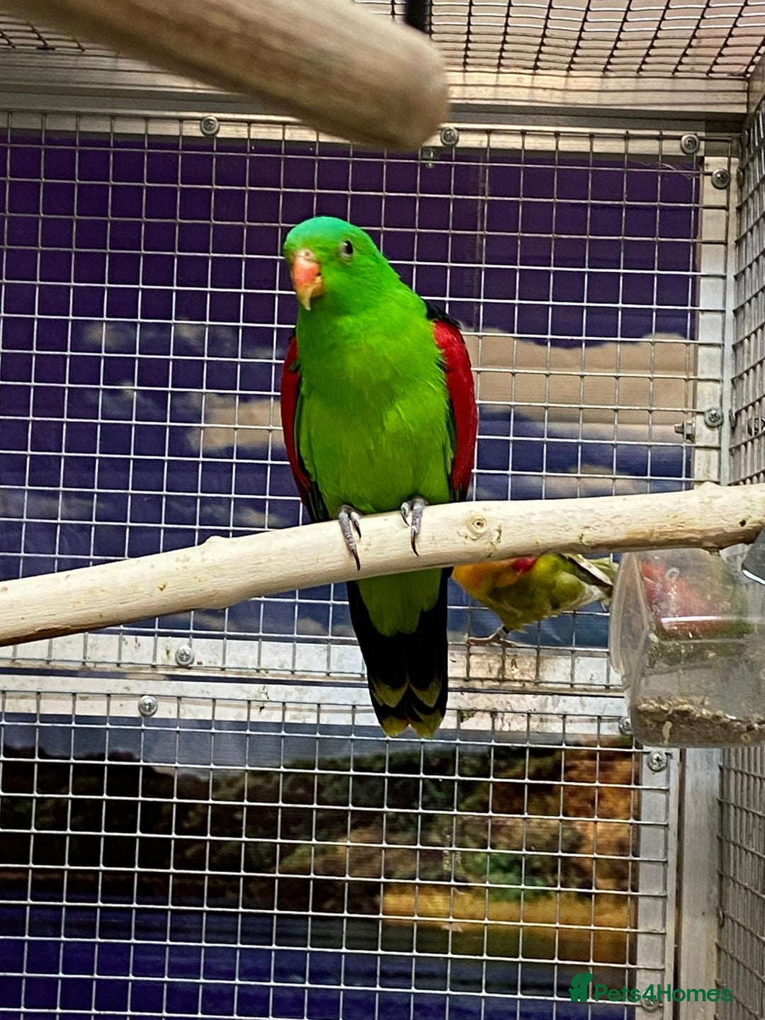 Parrots birds for sale: Stunning Birds/Parakeets/Parrots available  - Image 18