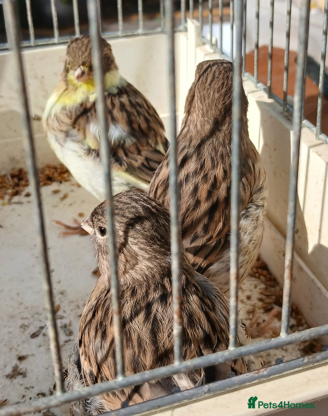 Canaries birds for sale: Canaries x5 Canaries  - Image 9
