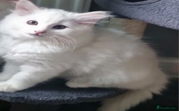 Mixed Breed cats for sale: Cute kittens - Image 38