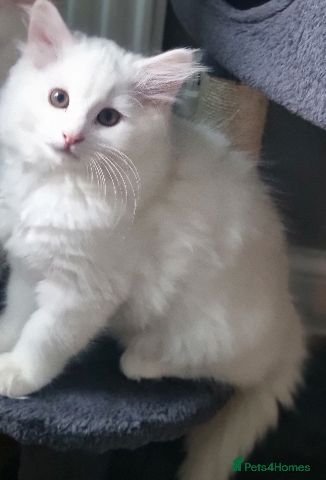 Mixed Breed cats for sale: Cute kittens - Image 38