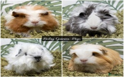 Guinea Pig rodents for sale: Baby long haired guinea pigs in Roche, Cornwall - Image 1
