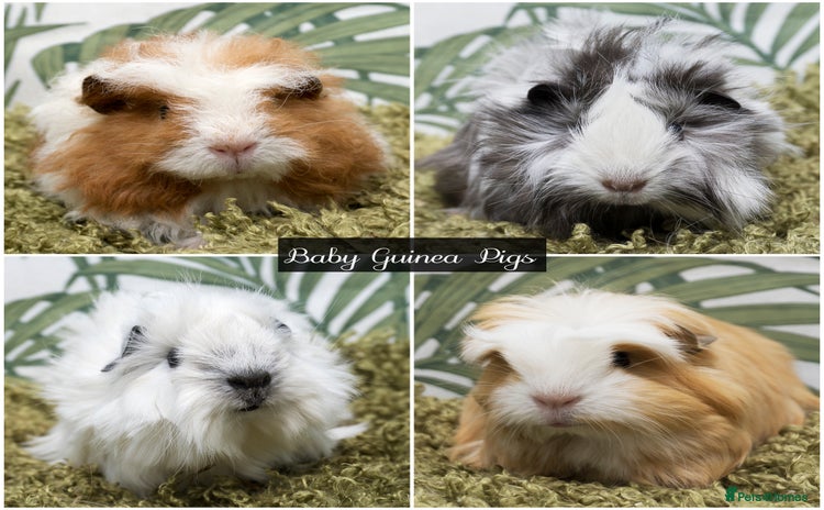 Guinea Pig rodents - Advert 1