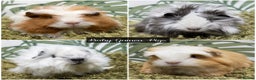 Guinea Pig rodents for sale: Baby long haired guinea pigs in Roche, Cornwall - Advert 1
