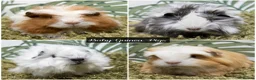 Guinea Pig rodents for sale: Baby long haired guinea pigs in Roche, Cornwall - Advert 1