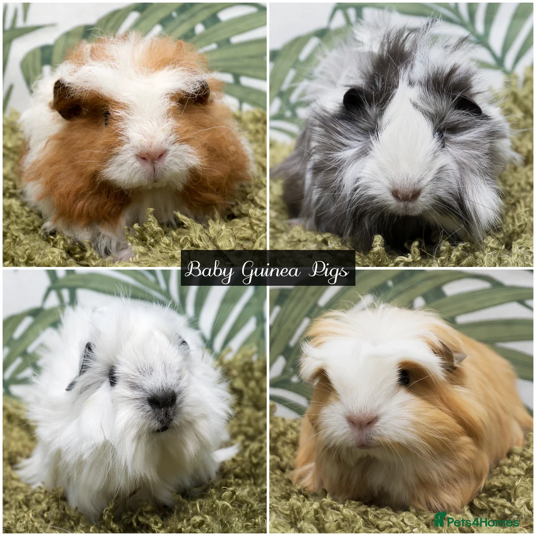 Guinea Pig rodents for sale: Baby long haired guinea pigs in Roche, Cornwall - Advert 1
