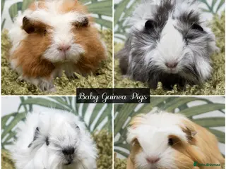 Guinea Pig rodents Baby long haired guinea pigs in Roche, Cornwall - Advert 2
