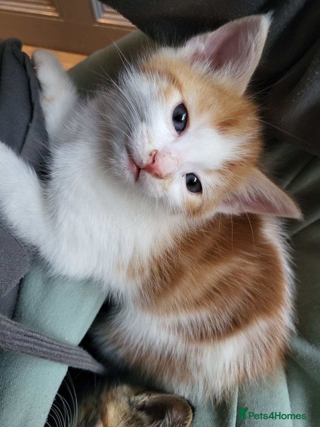 Mixed Breed cats for sale: Mixed kittens for sale, wide range of variety. - Advert 3