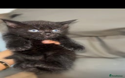 British Shorthair cats for sale: British shorthair kittens  - Image 4