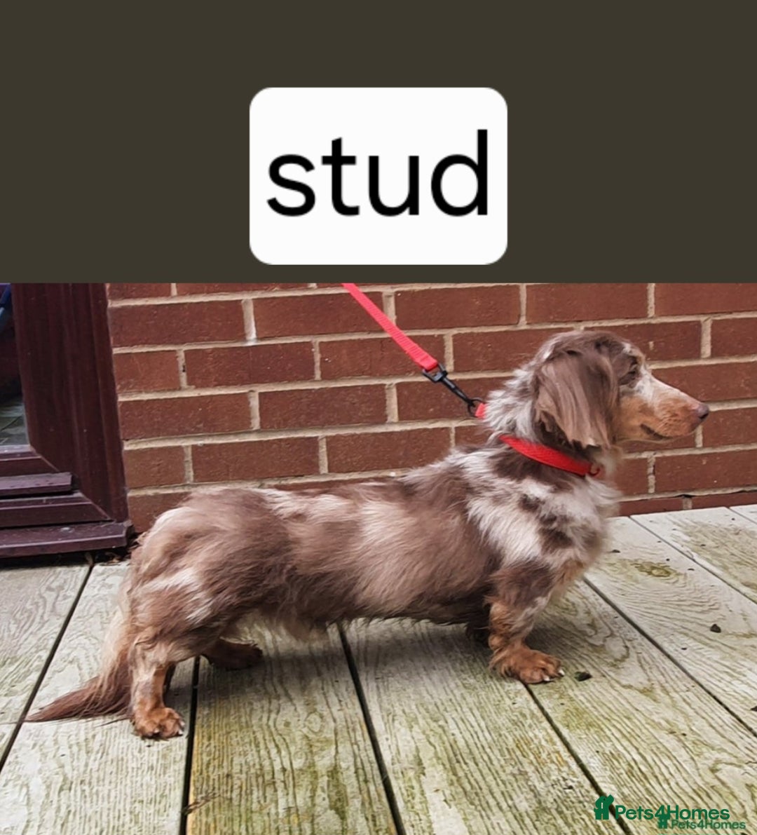 Miniature Dachshund dogs for sale:   Long haired  dachshunds puppies  top quality  - Image 11