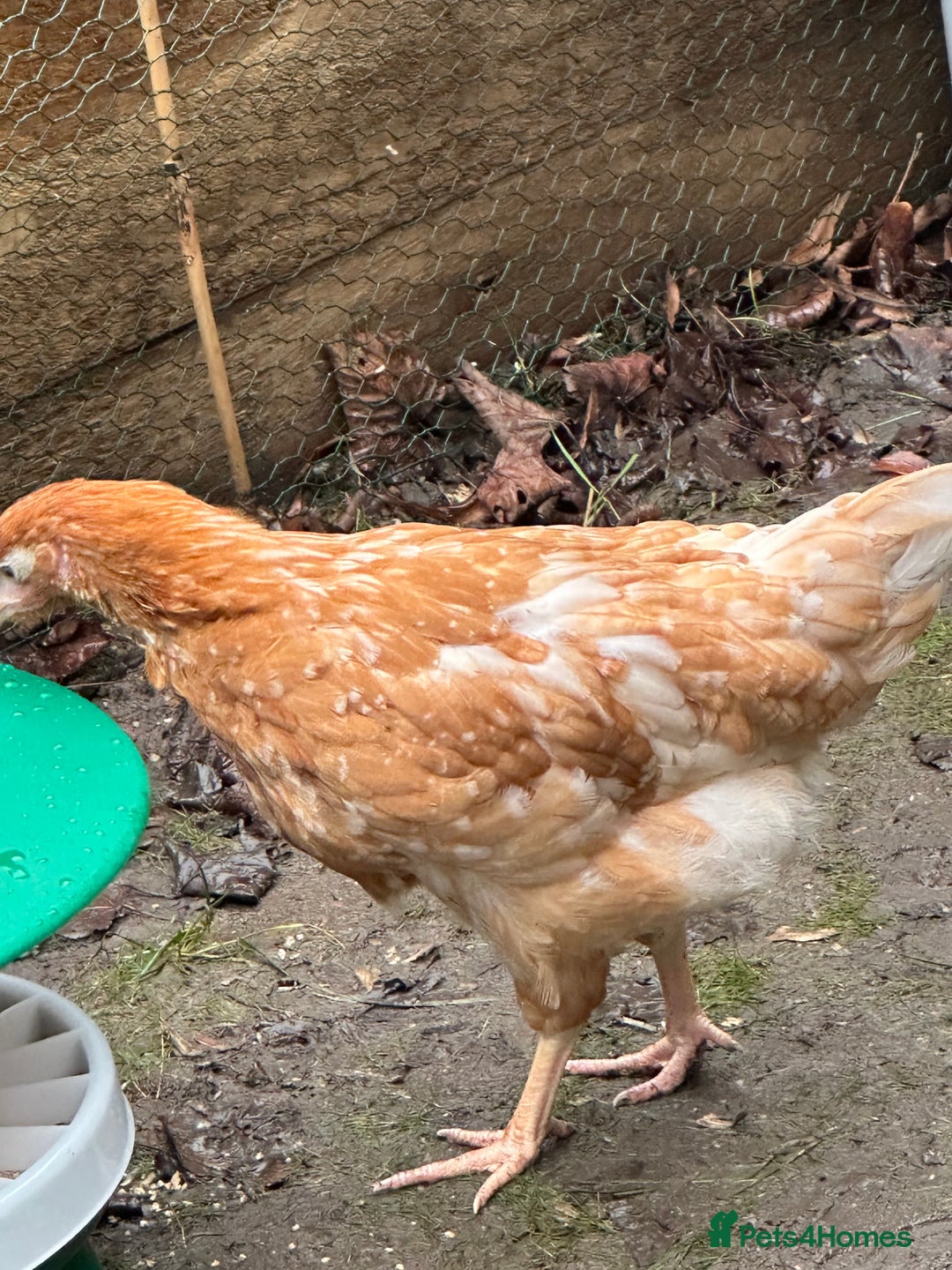 Chickens poultry for sale: Brown laying hen - Advert 4