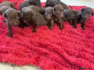 Labrador Retriever dogs BEAUTIFUL LITTER LABRADOR PUPS READY 9TH MARCH - Advert 15
