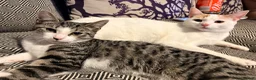 Mixed Breed cats for sale: Loving female kitten looking for a home  - Advert 5