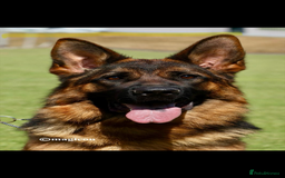 German Shepherd dogs for sale: Gorgeous male long coat  - Image 4