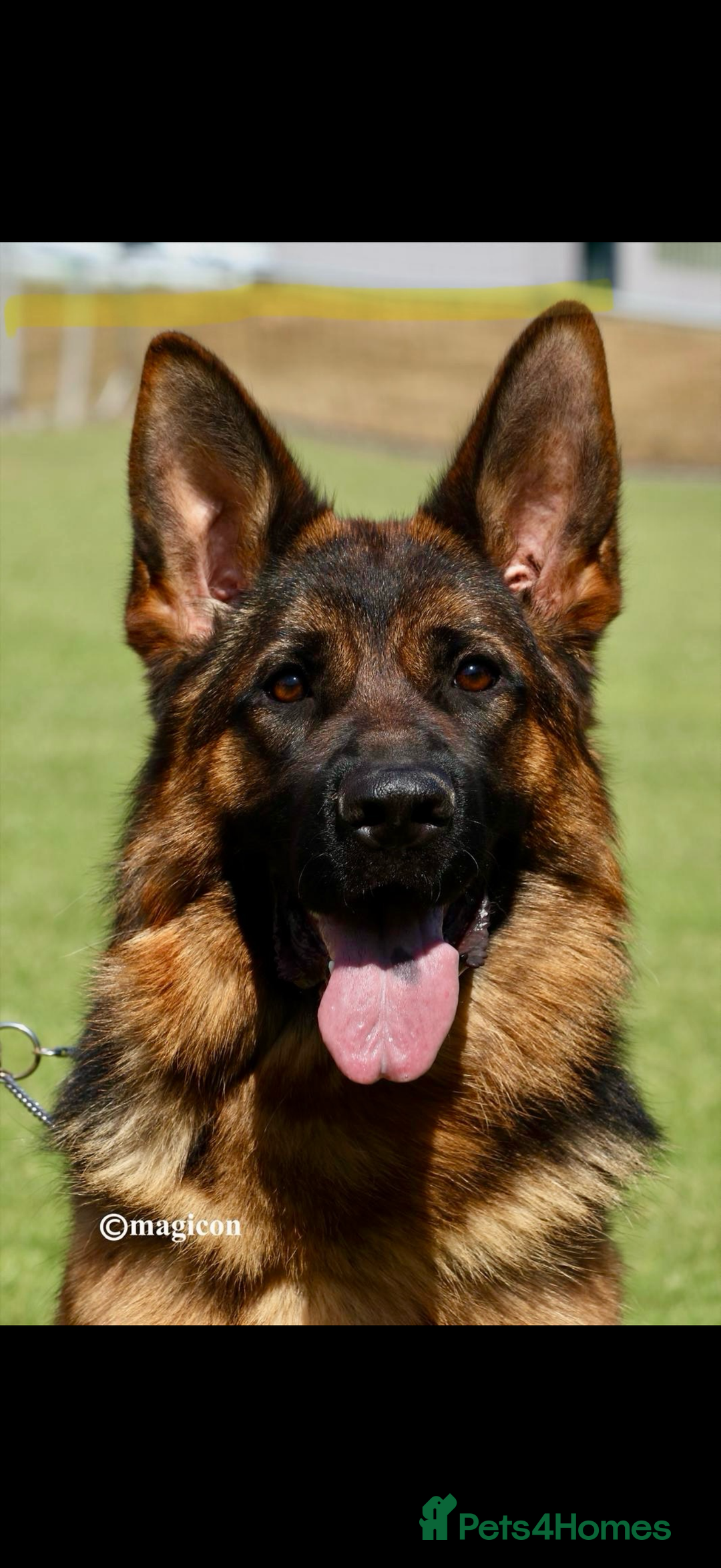 German Shepherd dogs for sale: Gorgeous male long coat  - Image 4