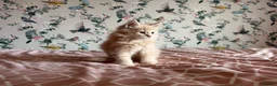 Maine Coon cats for sale: 4 beautiful playful Maine Coon kittens  in Glastonbury - Advert 13