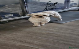 Shih Tzu dogs for sale: Shih Tzu Boys ready now - Image 7
