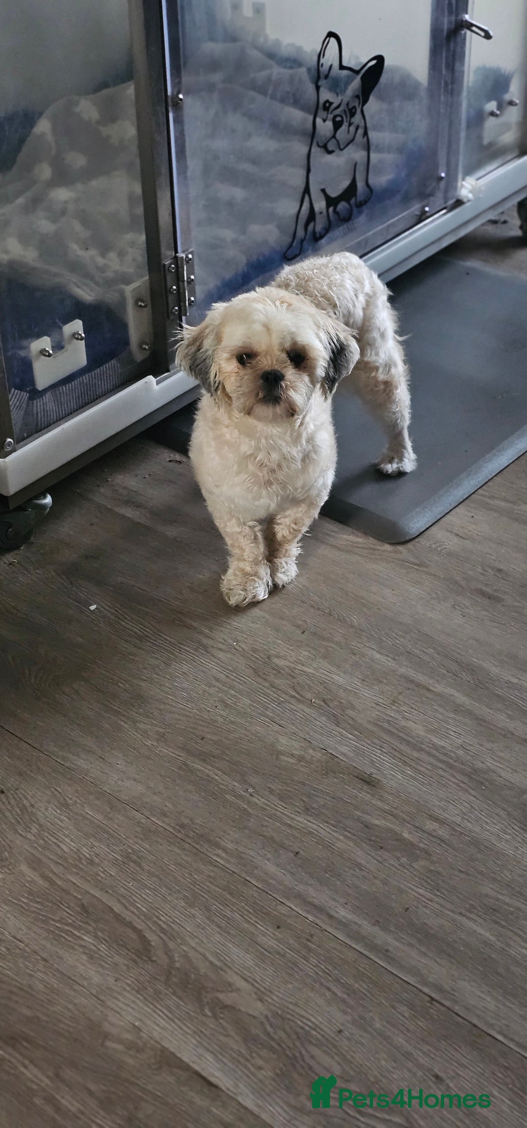 Shih Tzu dogs for sale: Shih Tzu Boys ready now - Image 7