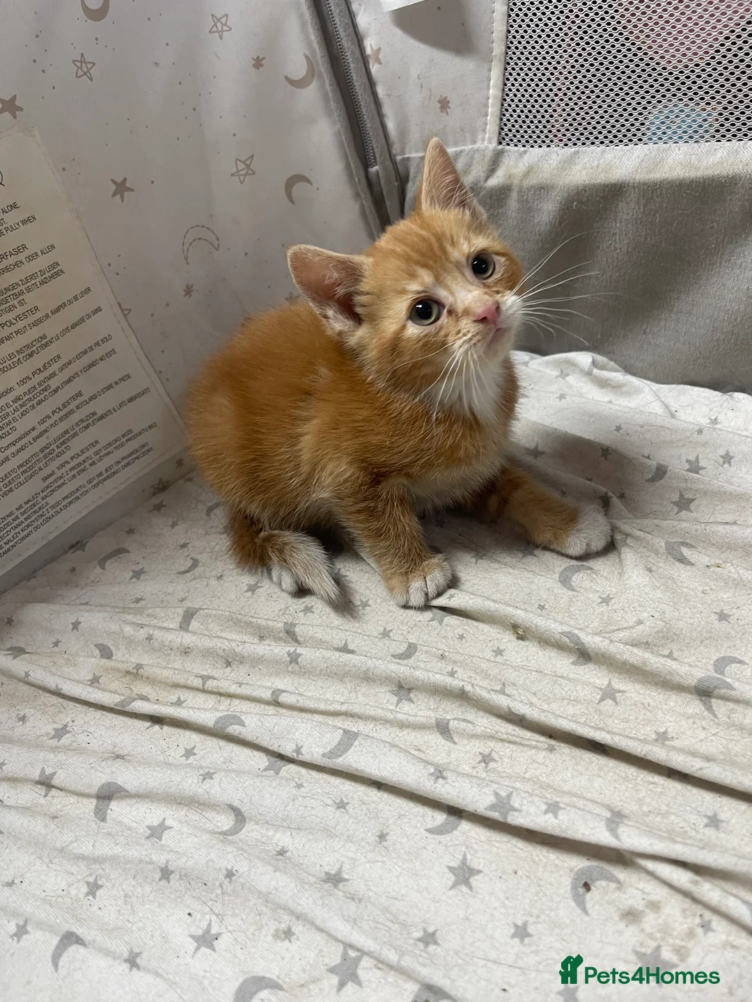 Mixed Breed cats for sale: KITTENS FOR SALE - Advert 20