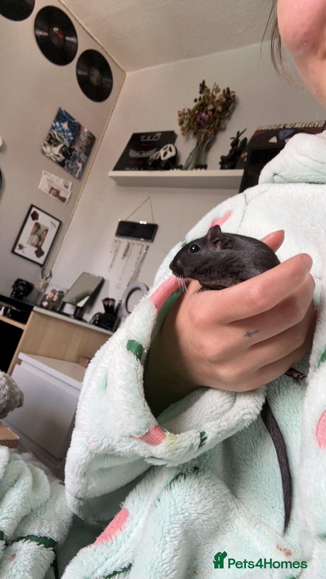 Gerbil rodents for sale: 3 boy gerbils need a loving home - Image 3