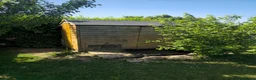 Tortoise reptiles for sale: Adult Sulcata tortoise for sale in Canterbury - Advert 3